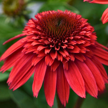 Coneflower Double Scoop 'Strawberry Gum Deluxe'
