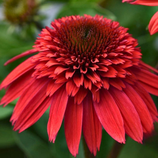 Coneflower Double Scoop 'Strawberry Gum Deluxe'