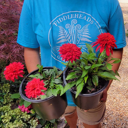 Coneflower Double Scoop 'Strawberry Gum Deluxe'