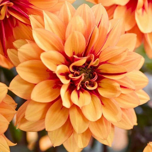 Dahlia LaBella Grande Chocolate | Amber