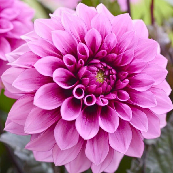 Dahlia LaBella Grande Chocolate | Rose – Fiddleheads Garden Center