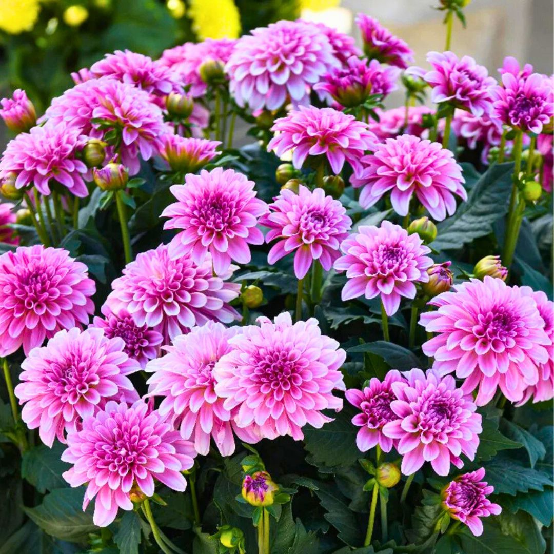Dahlia LaBella Grande Chocolate | Rose – Fiddleheads Garden Center