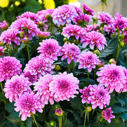 Dahlia LaBella Grande Chocolate | Rose