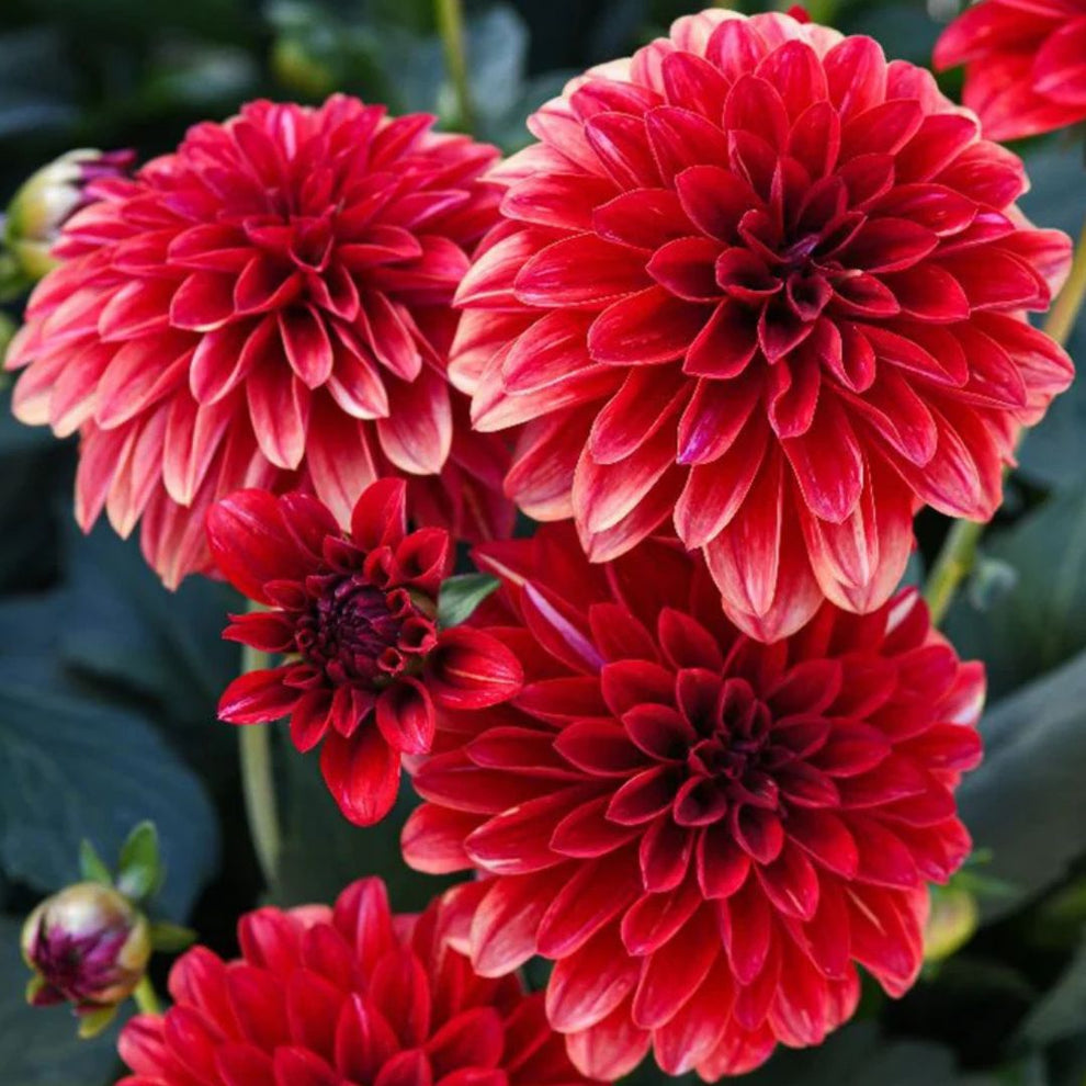 Dahlia LaBella Grande Chocolate | Red – Fiddleheads Garden Center