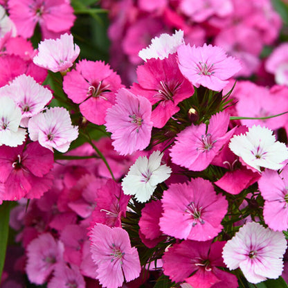 Dianthus 'Dart Pink Magician'