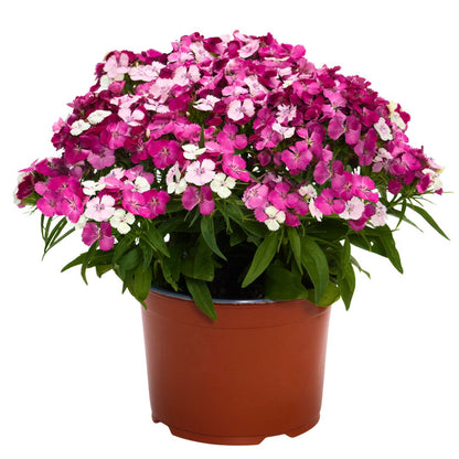 Dianthus 'Dart Pink Magician'