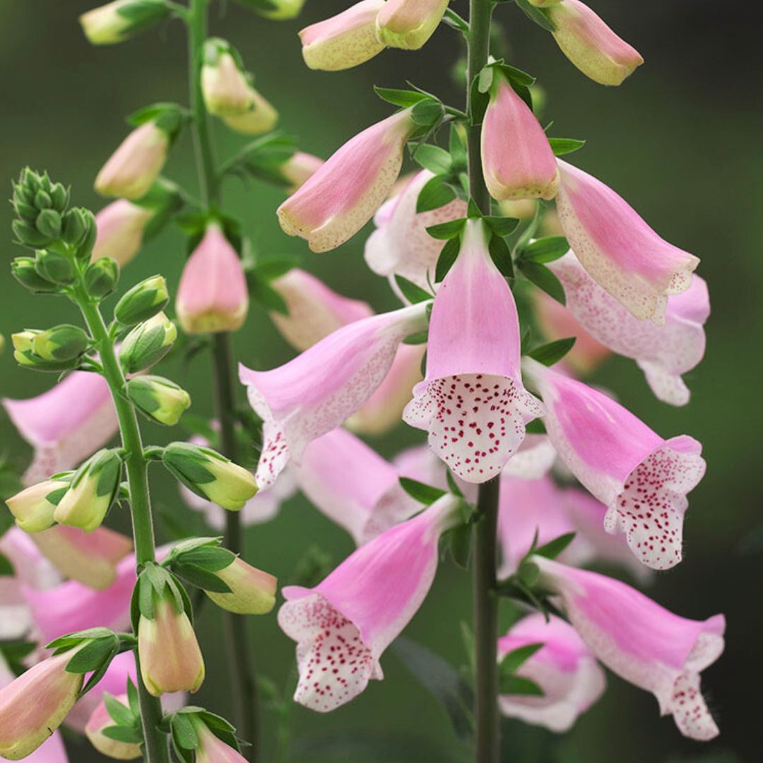 Digitalis Foxglove 'Hanabee'