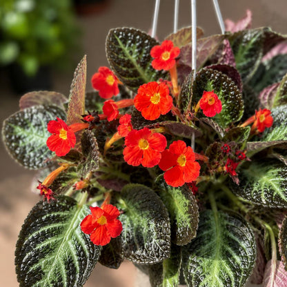 Episcia 'Silver Screen' Hanging Basket