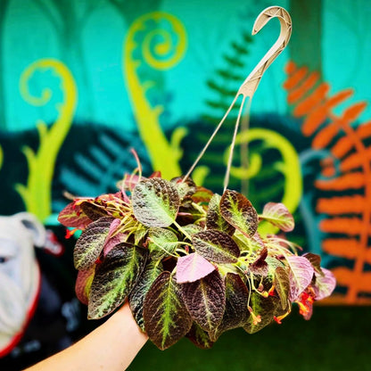 Episcia 'Silver Screen' Hanging Basket