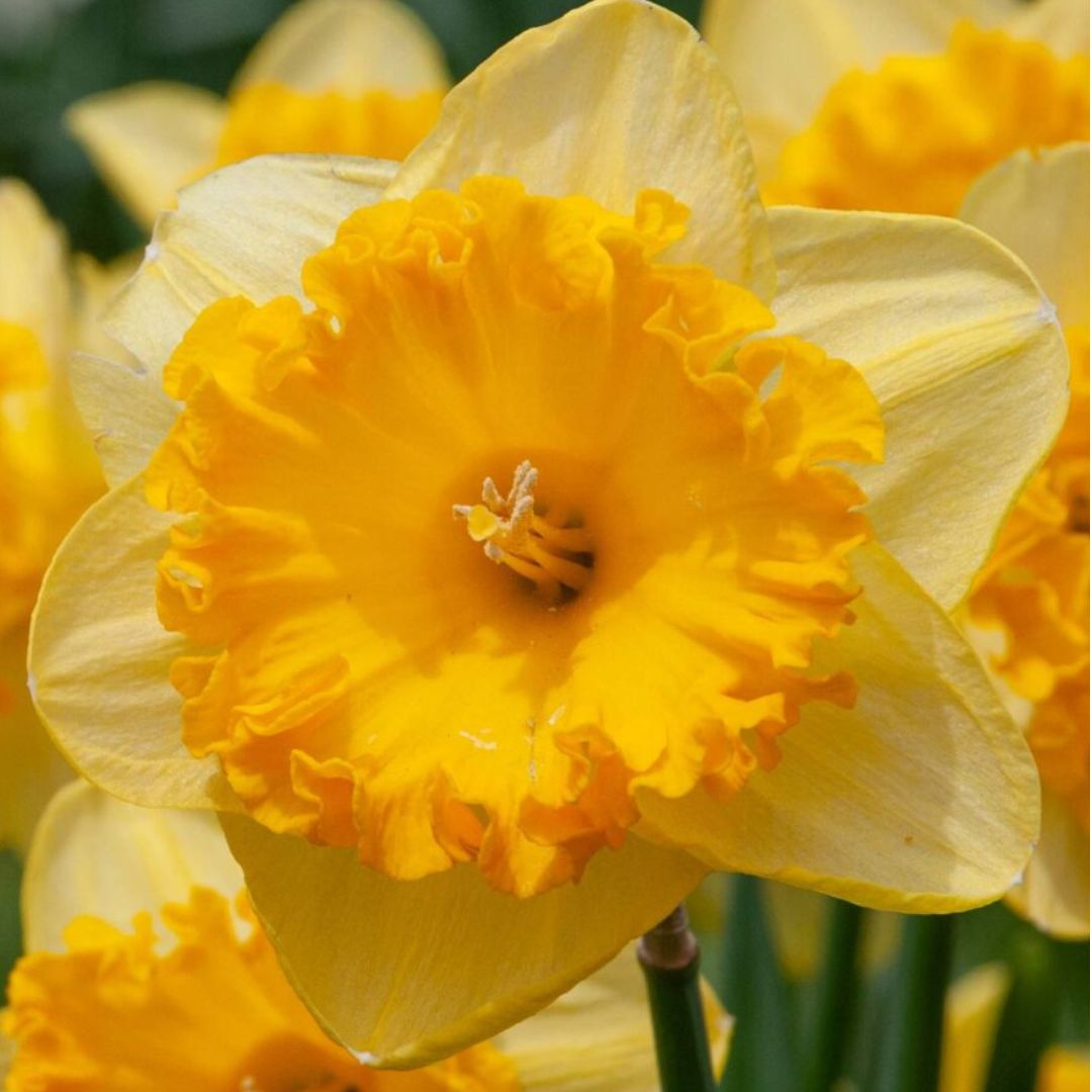 Early 'Ferris Wheel' Daffodil
