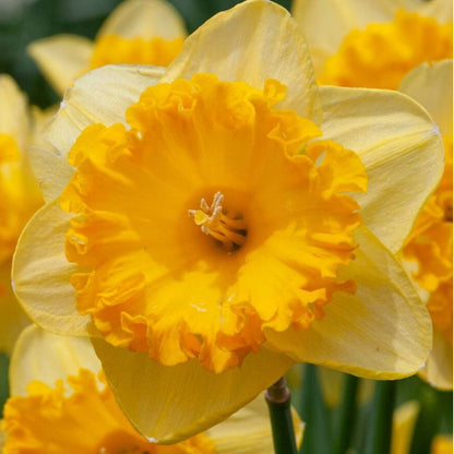 Early 'Ferris Wheel' Daffodil