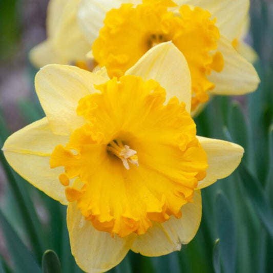 Early 'Ferris Wheel' Daffodil