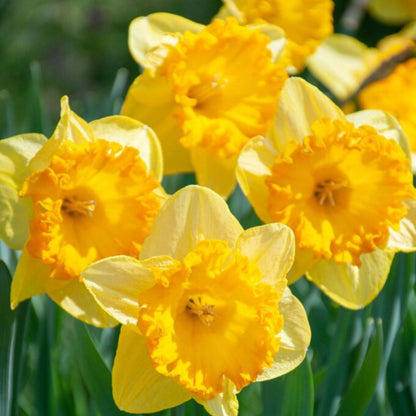 Early 'Ferris Wheel' Daffodil