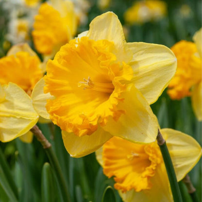 Early 'Ferris Wheel' Daffodil