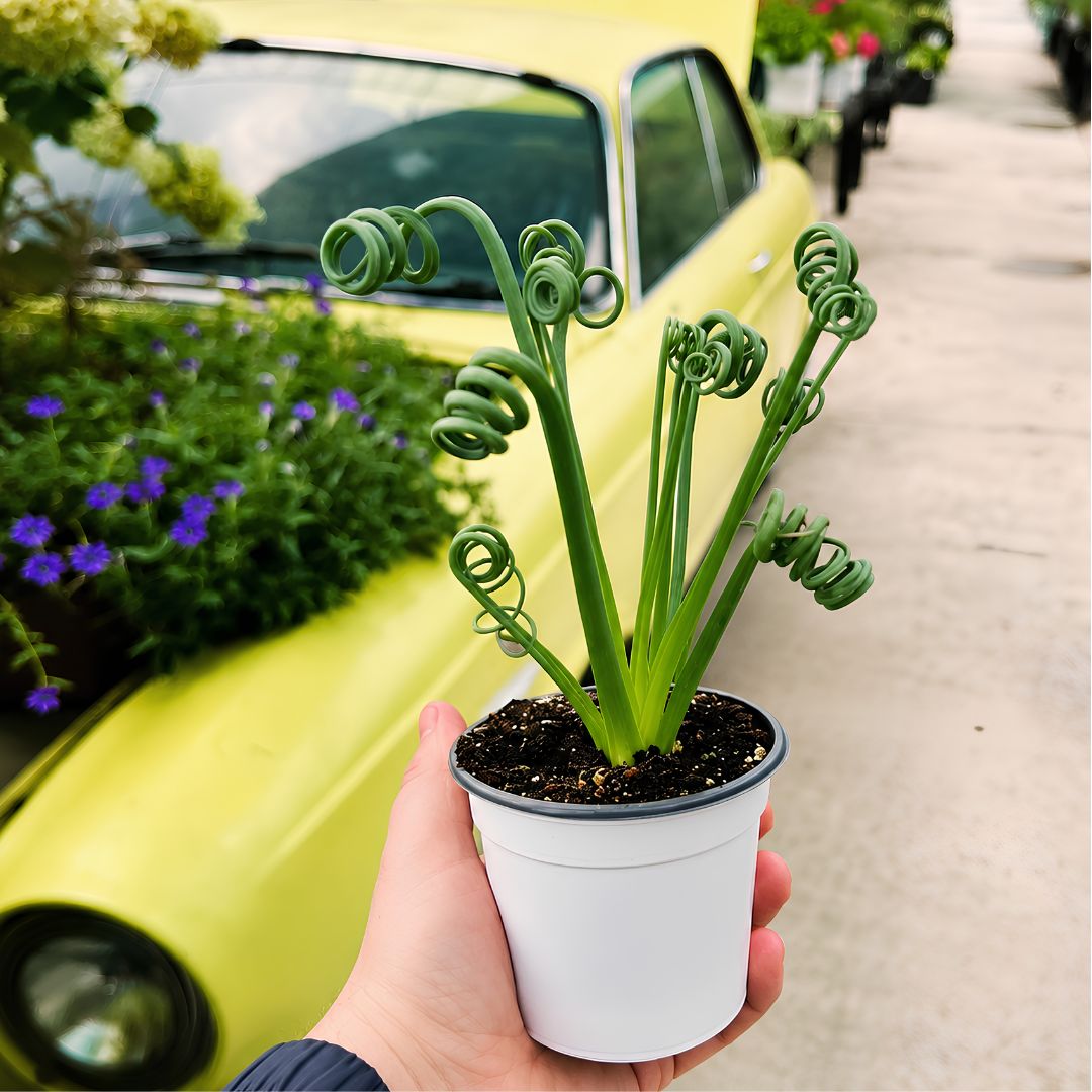 Albuca 'Frizzle Sizzle'