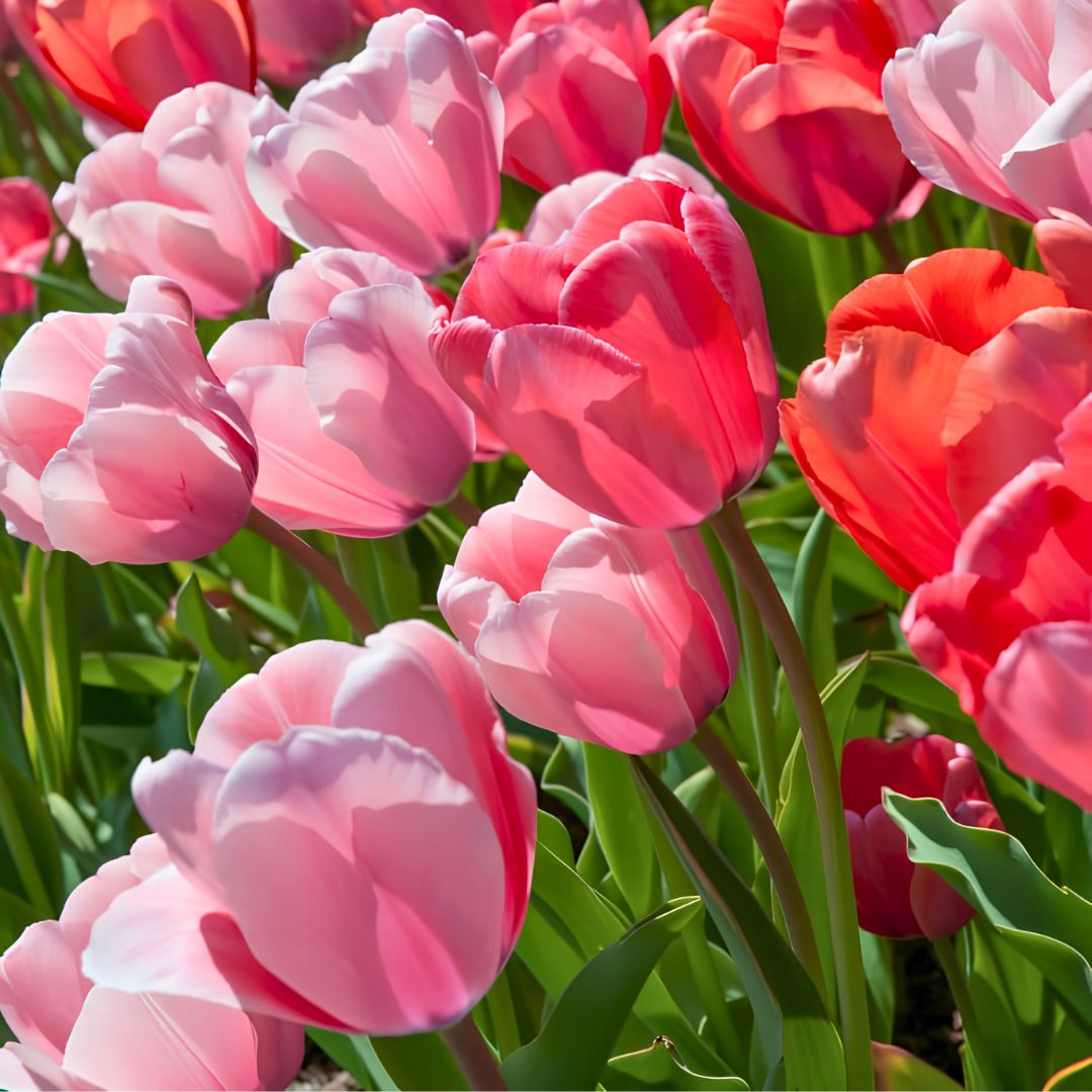 'Gentle Giants' Jumbo Tulip Blend