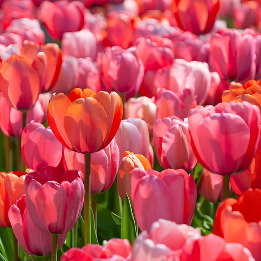 'Gentle Giants' Jumbo Tulip Blend