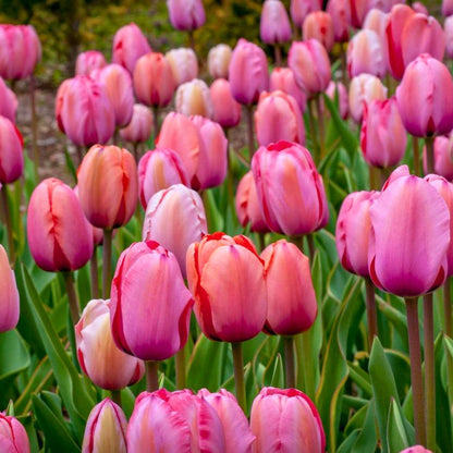 'Gentle Giants' Jumbo Tulip Blend
