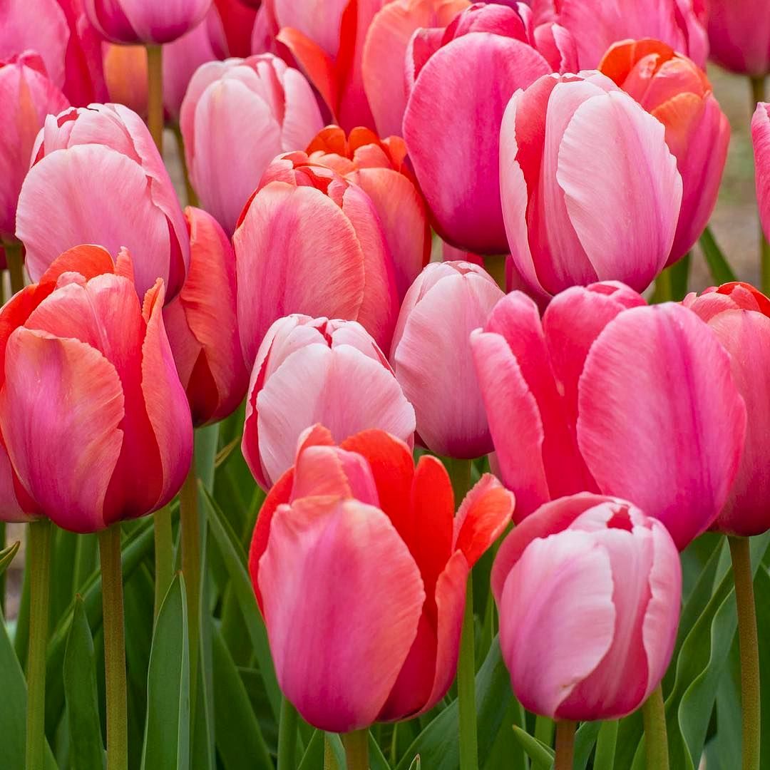 'Gentle Giants' Jumbo Tulip Blend