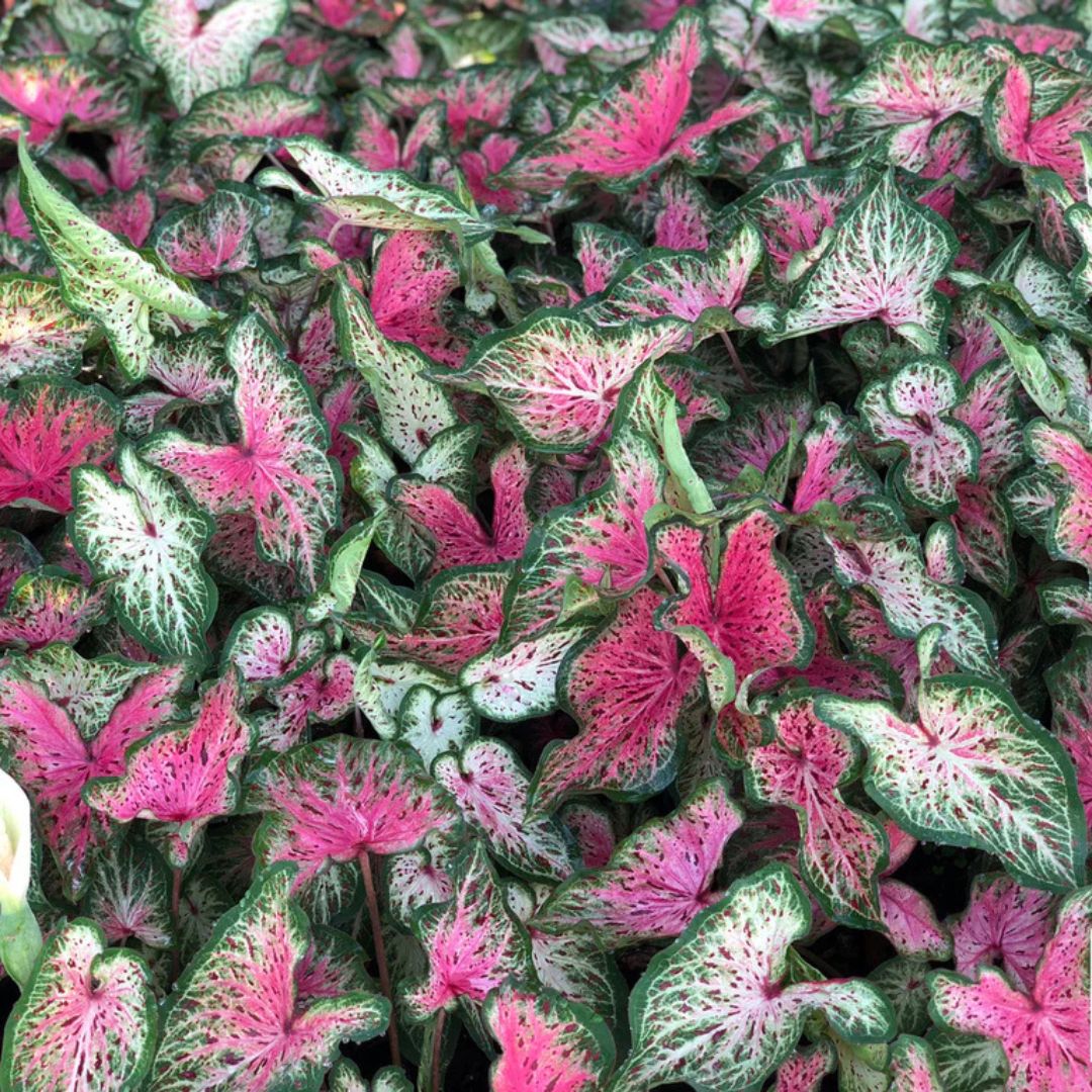 Caladium 'Heart & Soul'