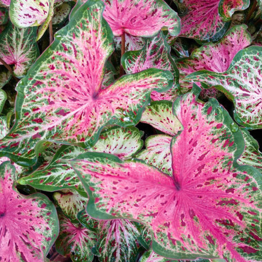 Caladium 'Heart & Soul'