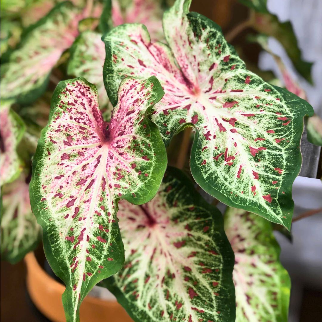 Caladium 'Heart & Soul'