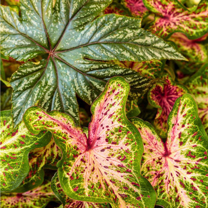 Caladium 'Heart & Soul'