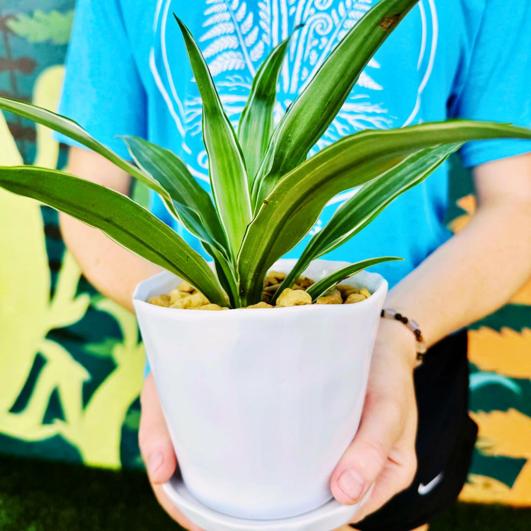 Houseplant 101 Workshop