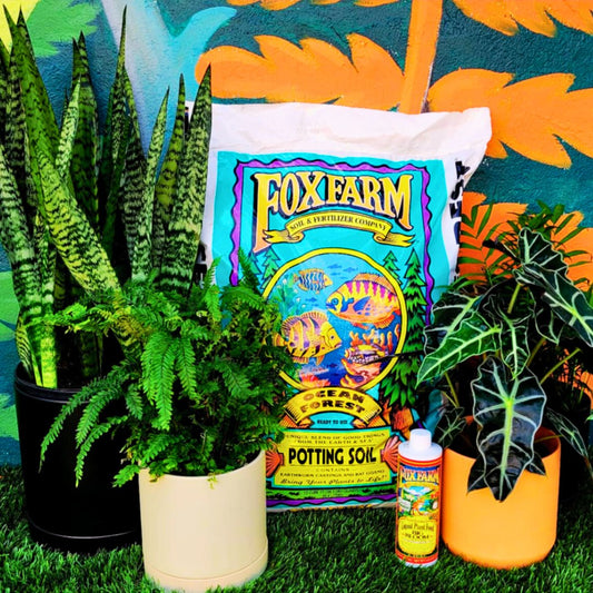 🌿 Houseplant Success Kit