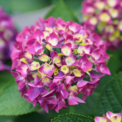 Bigleaf Hydrangea | Wee Bit Giddy