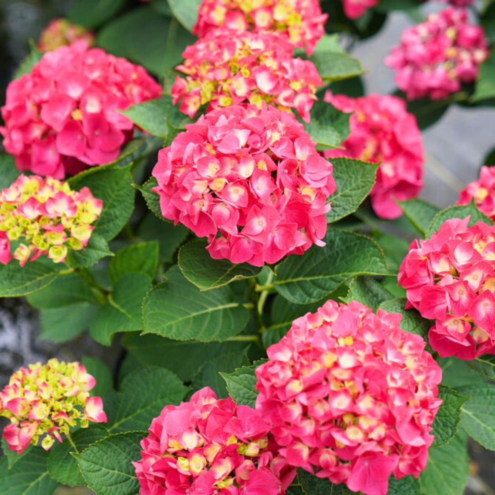 Bigleaf Hydrangea | Wee Bit Giddy – Fiddleheads Garden Center