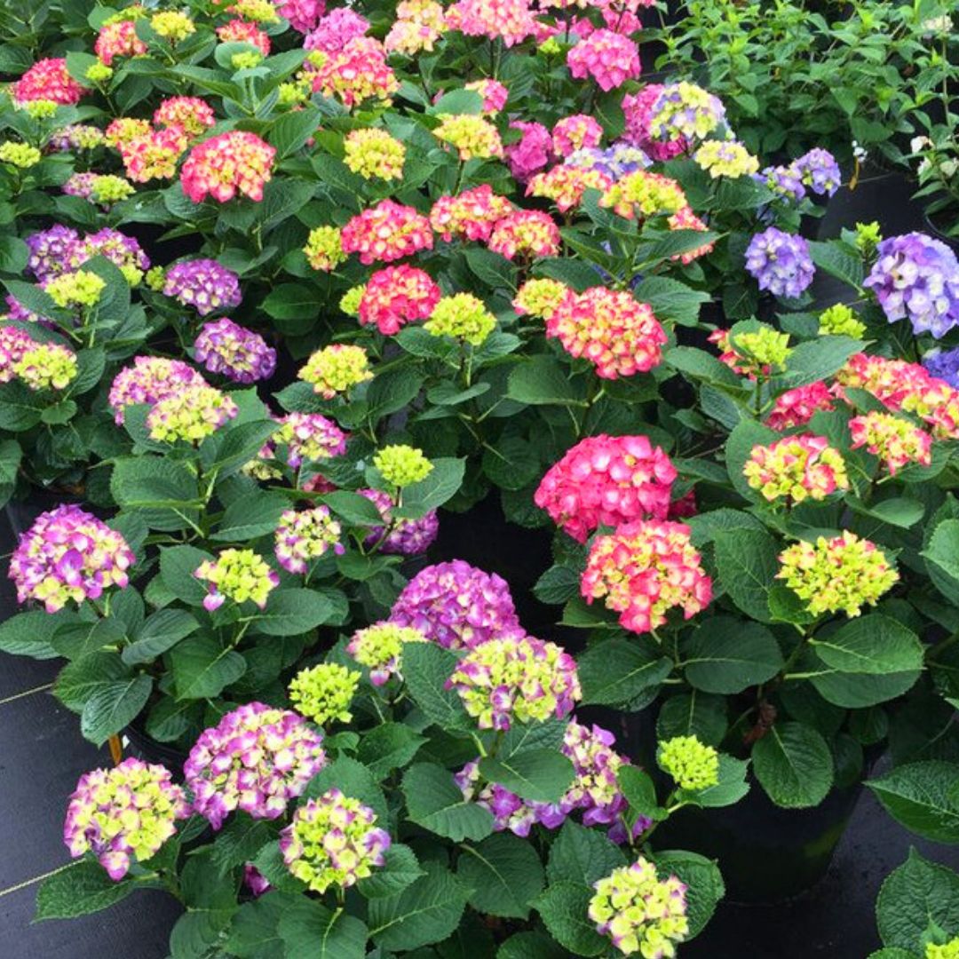 Bigleaf Hydrangea | Wee Bit Giddy