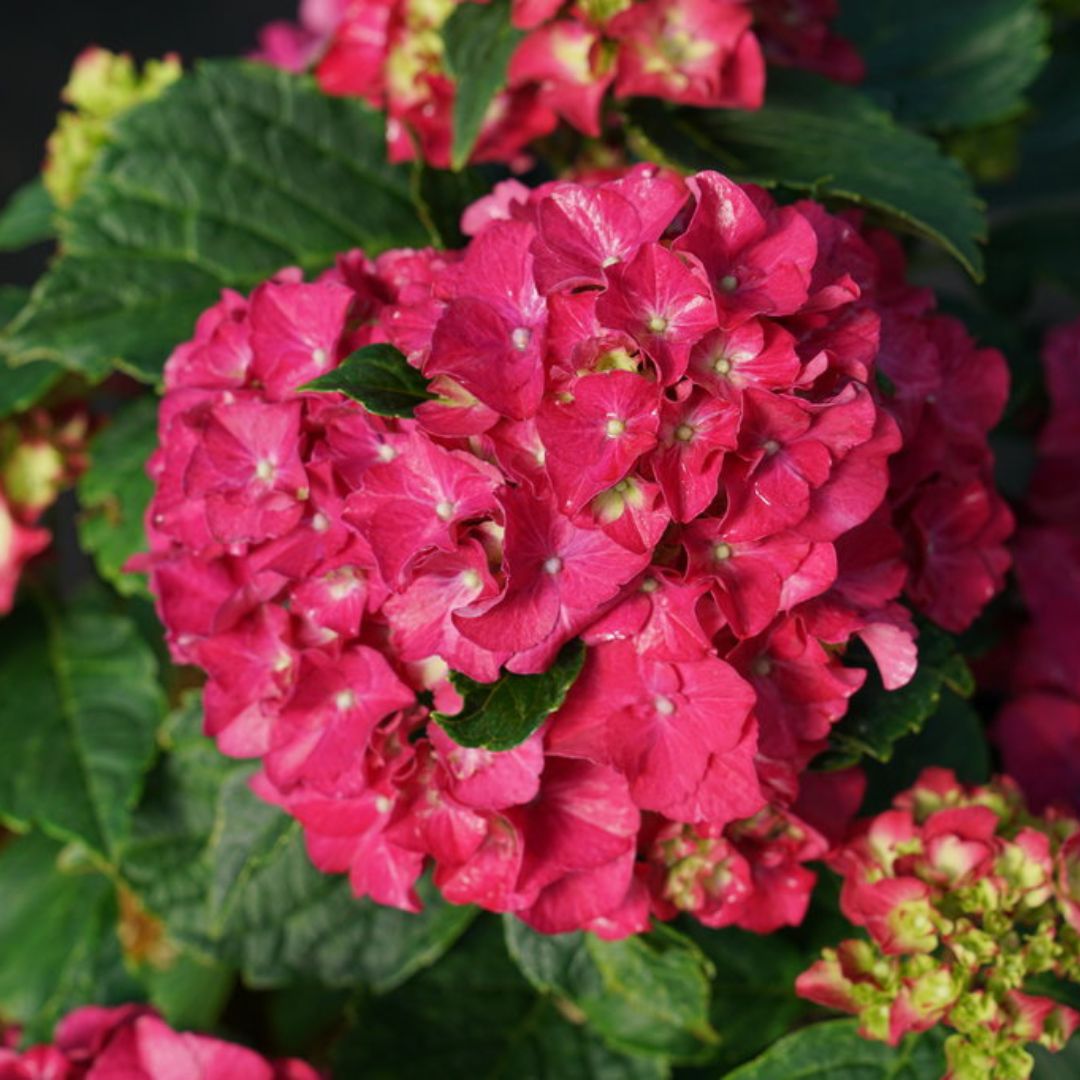 Bigleaf Hydrangea | Wee Bit Grumpy