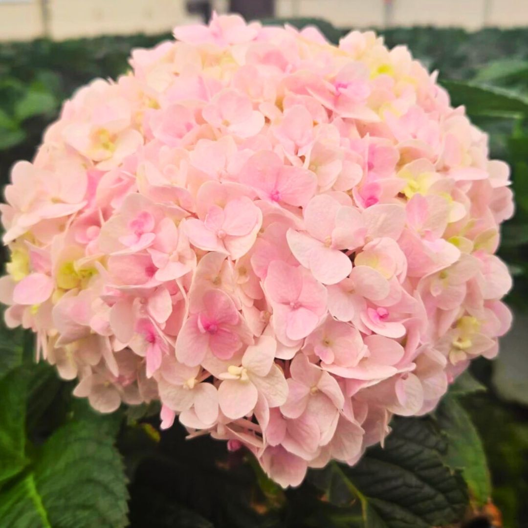 Bigleaf Hydrangea | Wee Bit Innocent