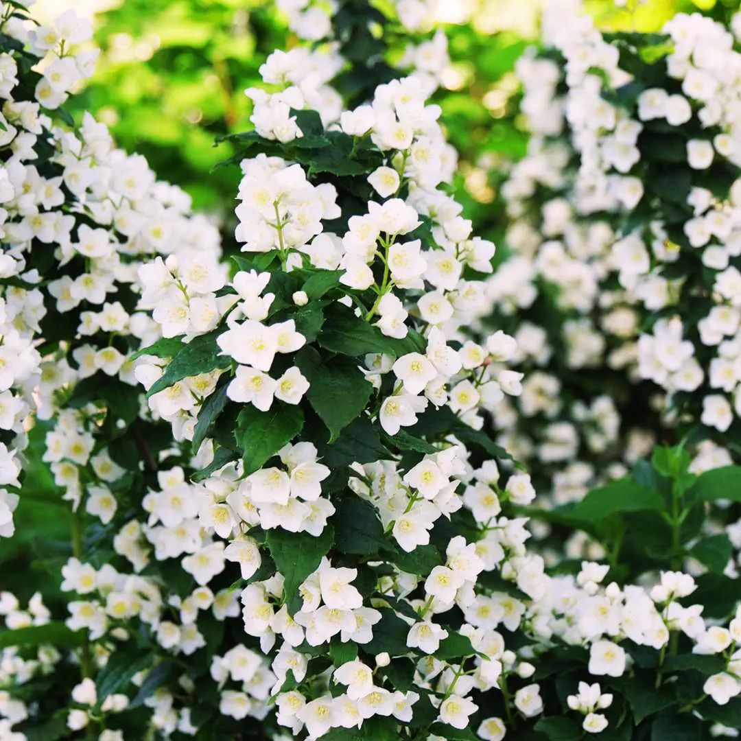 Mock Orange 'Illuminati Tower'