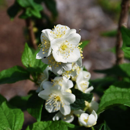 Mock Orange 'Illuminati Tower'