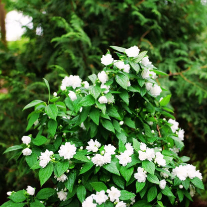 Mock Orange 'Illuminati Tower'