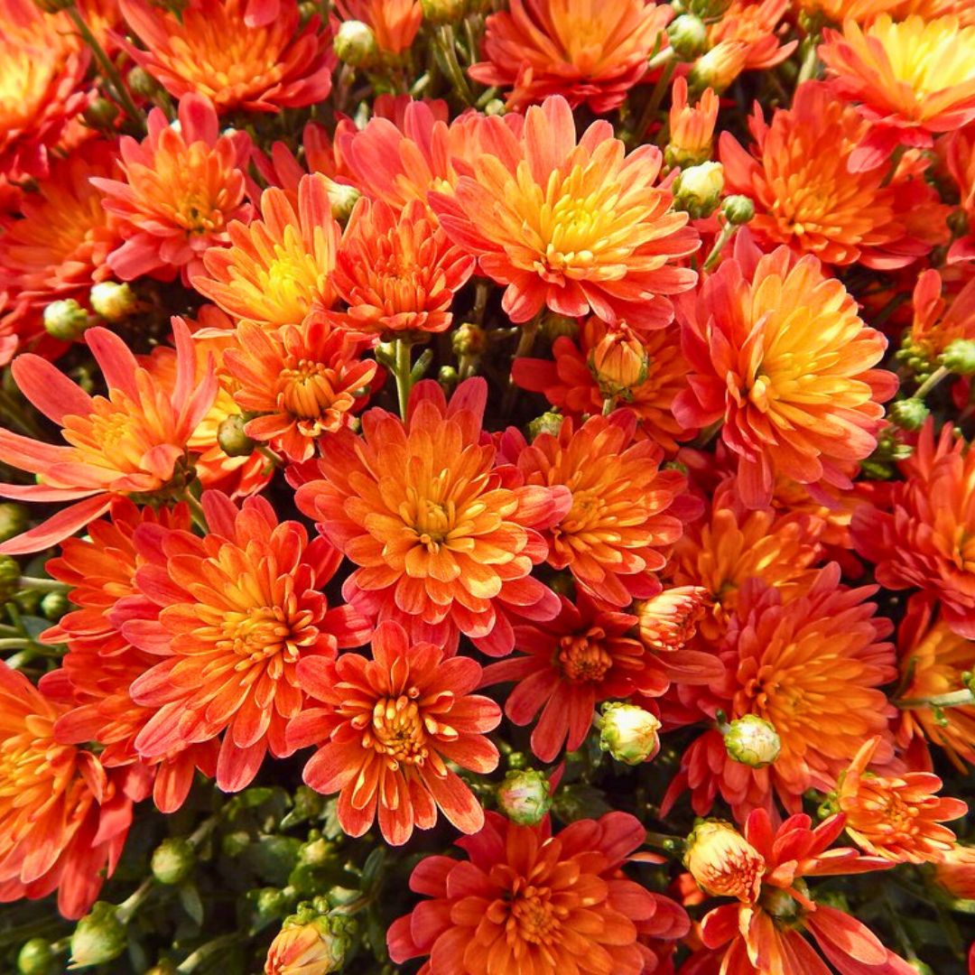 Jacqueline Tricolor Mum
