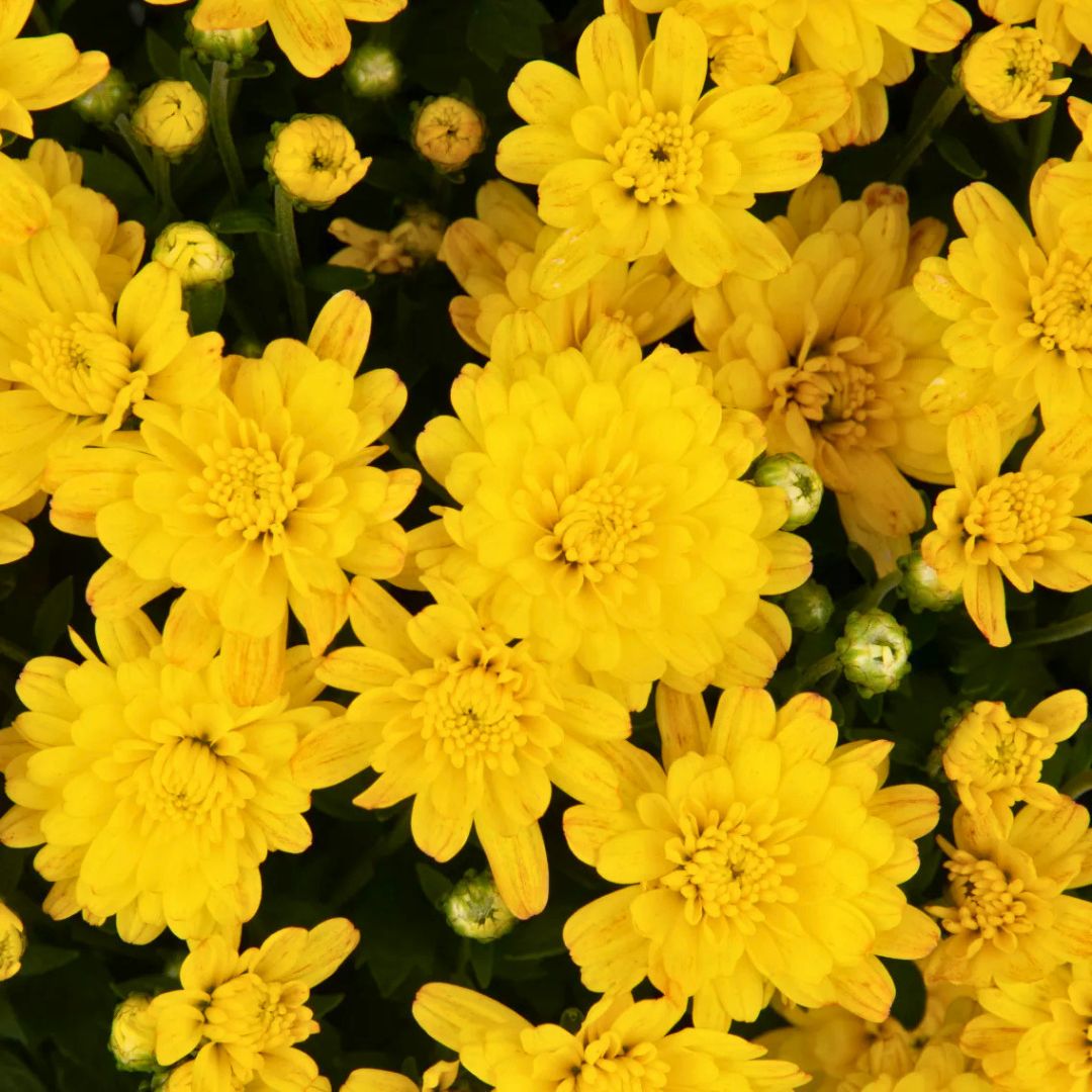 Jacqueline Tricolor Mum