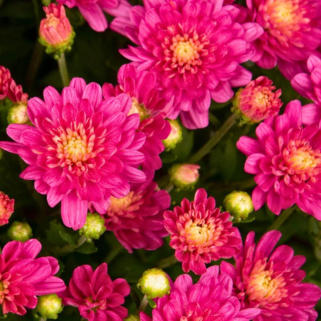 Jacqueline Tricolor Mum