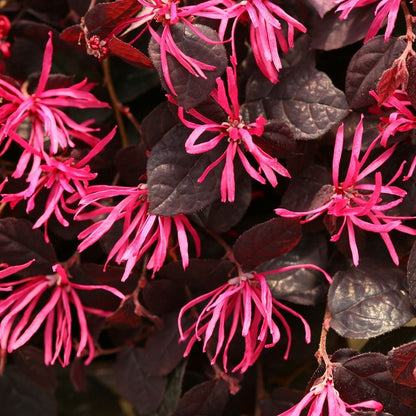 Jazz Hands Variegated Loropetalum