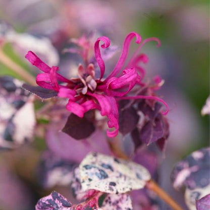 Jazz Hands Variegated Loropetalum