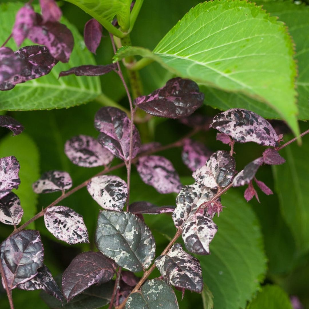 Jazz Hands Variegated Loropetalum