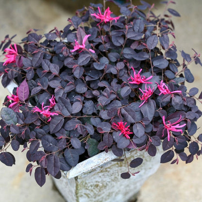 Jazz Hands Variegated Loropetalum