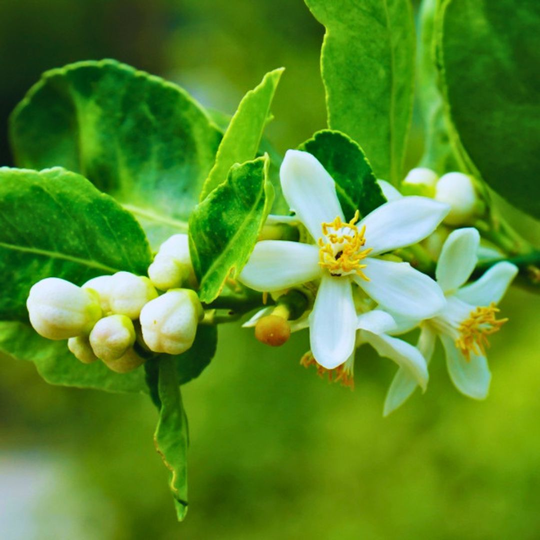Key Lime Bush