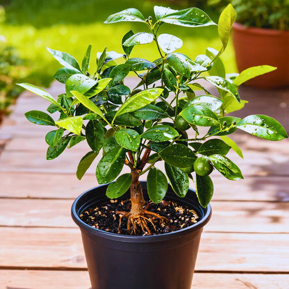 Key Lime Bush