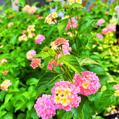 Lantana 'Pink Huff'
