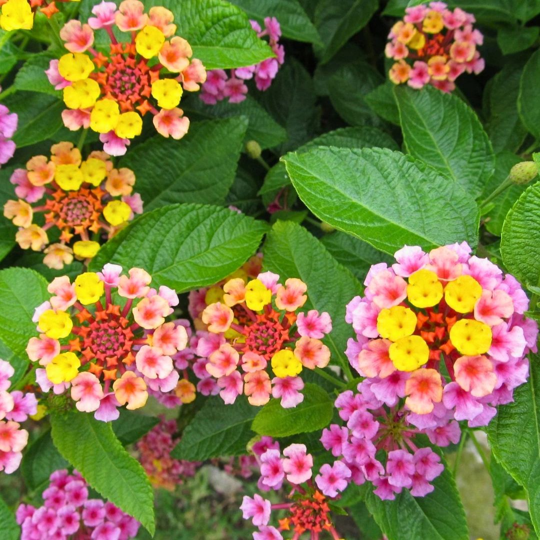 Lantana 'Pink Huff'