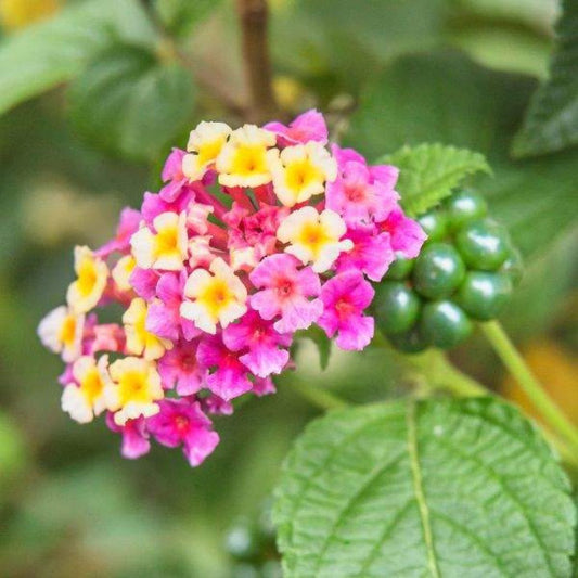 Lantana 'Pink Huff'
