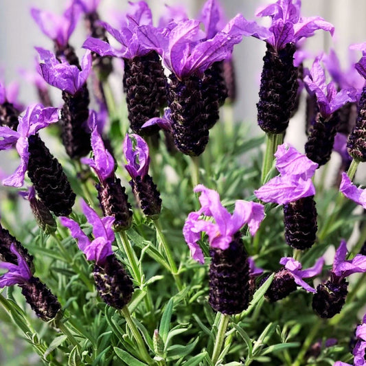 Lavender Grand Purple